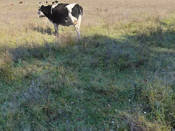 Kuh, Russian Black pied cattle