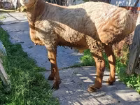 Ovce, Arashan sheep — foto 1