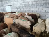 Qoyun, Qoyunlar — foto 6