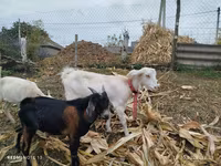 Goat, Nubian Goat — photo 4