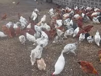 Chickens — عکس 4