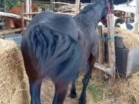 Kobila, Percheron — fotografija 3