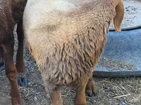 Vædder, Rhon sheep — foto 8