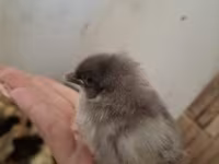 Chickens — ფოტო 6