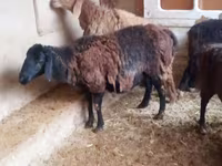 Widder, Jaidara sheep — Foto 1