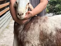 Schaf, East Friesian Dairy sheep — Foto 7