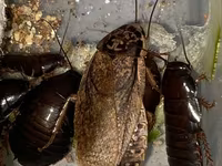 Lobster böcəyi canlı yemdir.15qəpikdir ədədi — عکس 2