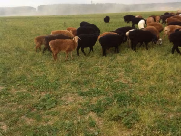 Sheep, Sheep — Russia