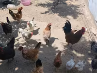Chickens — foto 3