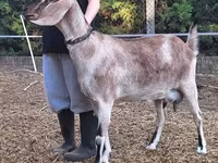 암염소, Nubian Goat — 사진 3