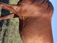 Faras, Thoroughbred horse — sawirka 4