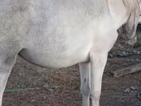 Madyan, Atlar — foto 5