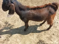 بز نر, Damask goat — عکس 3