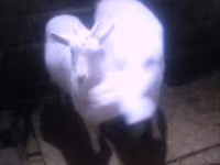 Kambing betina, Goats — foto 5