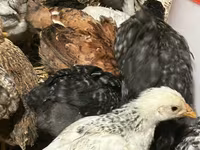 Chickens — ፎቶ 2