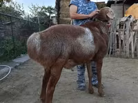 Beran, Arashan sheep — foto 2