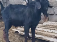 Kozioł, Anatolian Black goats — zdjęcie 3