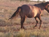 مادیان, Mugalzhar horse — عکس 5