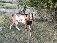 Kozioł, Kozy — zdjęcie 4