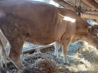 Ng'ombe jike, Simmental cattle — picha 2