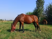 Klisna, Thoroughbred horse — foto 1
