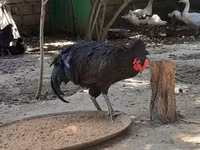 Australorp — foto 5