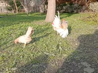 سراما — عکس 6