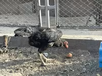 Chickens — عکس 3