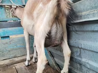 แพะตัวเมีย, แพะ — รูปภาพ 1