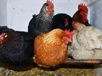 Chickens — รูปภาพ 8