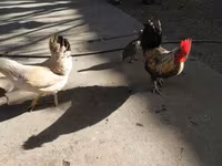 Japanisches Bantam — Foto 1