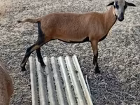 Får, Cameroon sheep — foto 1