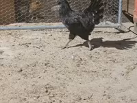 Ajam cemani — fotografija 6