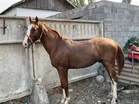 Aygır, Russian Don — foto 1