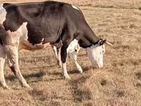Kuh, Latvian Blue cattle — Foto 1