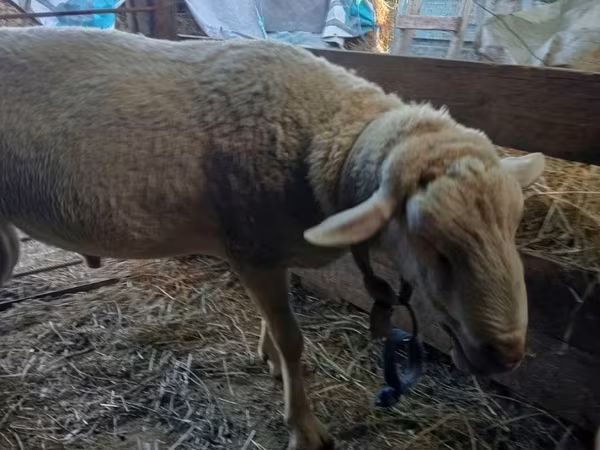 मेढ़ा, Lacaune sheep