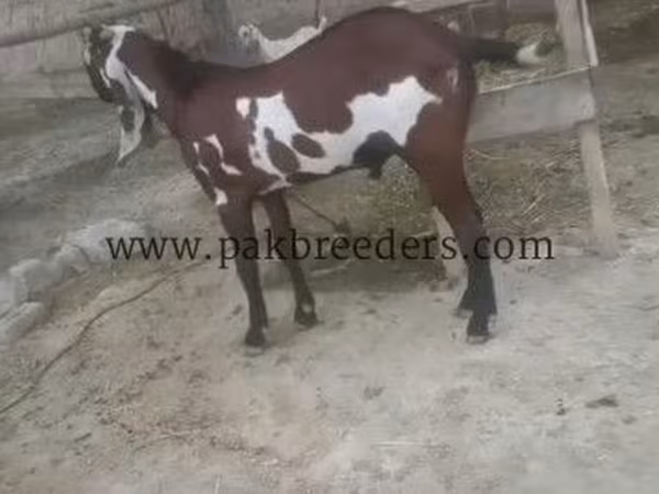 بکرا, Beetal goats