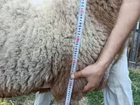 Kambing betina, Sheep — foto 4