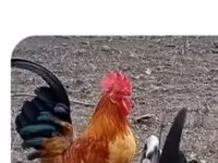 Chickens — عکس 2