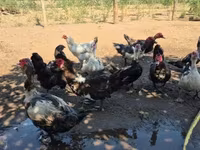 Ducks — รูปภาพ 4