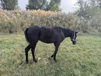 Cavallo, Cavalli — foto 2