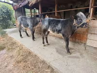 Toro, Swiss cattle — foto 1