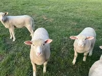 Biri-biri betina, Ile-de-France sheep — foto 2
