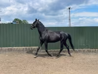 Horse (M), Nonius horse — photo 2