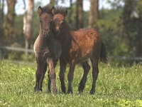 Ngựa đực, American shetland pony — ảnh 4
