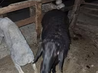 مینڈھا, بھیڑیں — تصویر 5