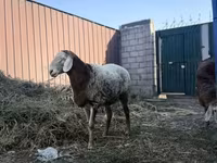 مینڈھا, Rhon sheep — تصویر 7