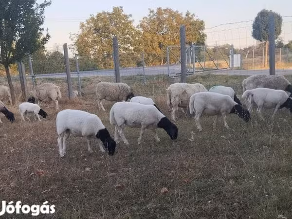 میش, Dorper sheep