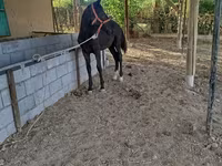 Koń, Konie — zdjęcie 2