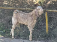 عنزة, Beetal goats — الصورة 2